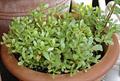purslane